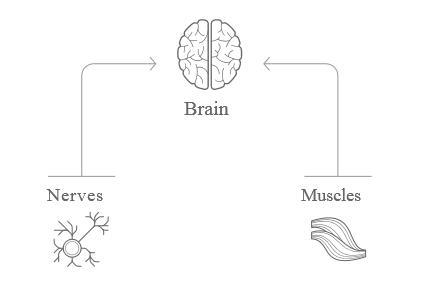 Neurosignaling technology that delivers signals to the brain through three neural pathways.